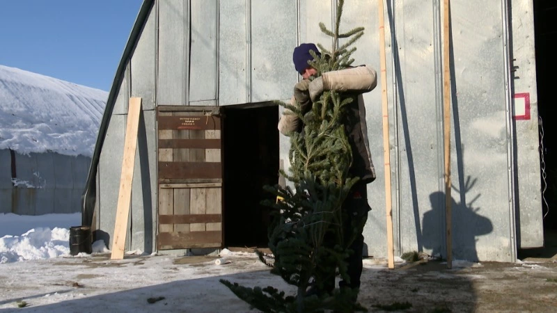 Как правильно донести елку до дома?