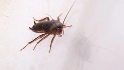 Тараканы атаковали подъезд многоквартирного дома в Южно-Сахалинске 