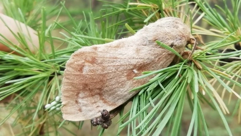 На Сахалине создали карантинные зоны из-за появления опасных насекомых-вредителей