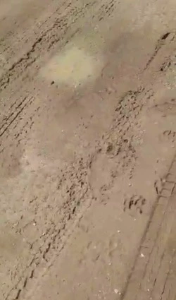 «Будьте осторожны»: Следы медведей обнаружили в районе села Дальнего