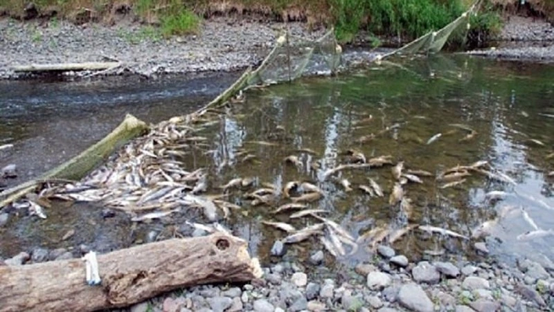 Число рыбоучетных заграждений увеличили до 19 на реках Сахалина