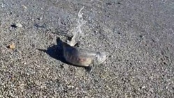 Рыба выползла на берег моря в Сахалинской области
