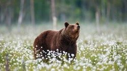 День медведя в России 2024: история, традиции праздника и интересные факты