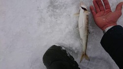 «Отборный идет»: сахалинский рыбак показал зубатку внушительного размера