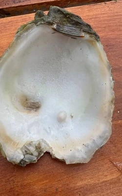 Жители Сахалина нашли жемчужину в устрице на озере Буссе