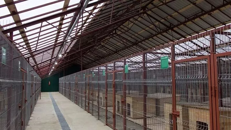 Сахалинский губернатор поручил срочно строить приюты для бездомных собак