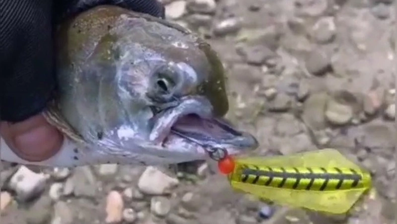 Необычная «сима-мутант» попалась на крючок рыбака с Сахалина