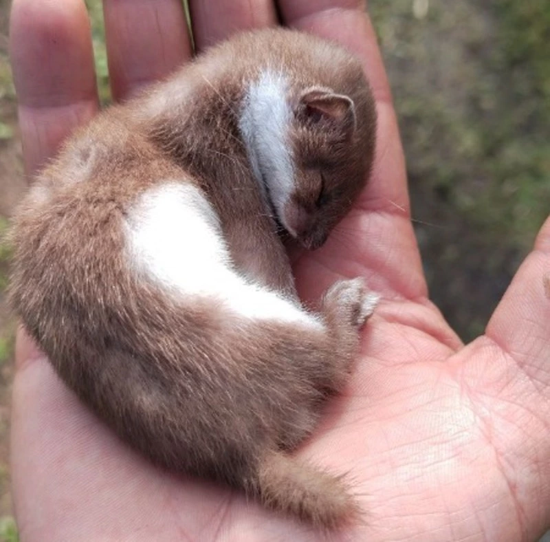 Житель Поронайска случайно поймал в капкан ласку вместо крысы