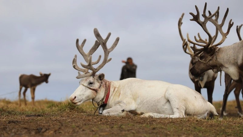 Оленеводы Сахалина ищут пропавших особей после нападения бродячих собак