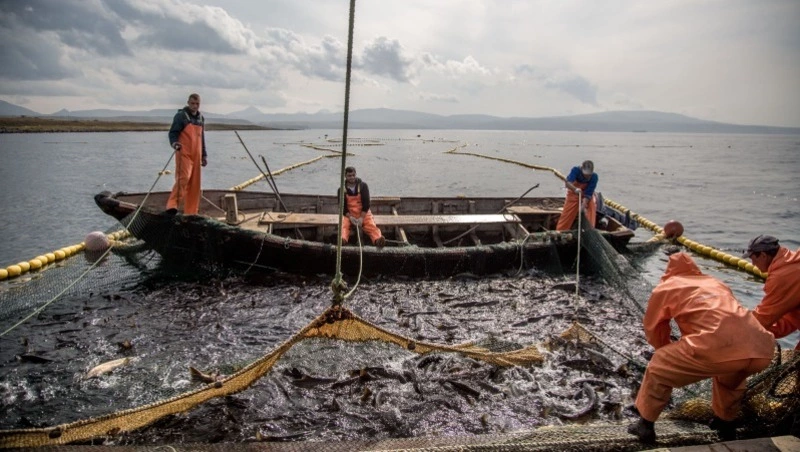 Ресурсы на добычу корюшки и гольца распределили в Сахалинской области