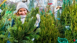 Заявки на продажу елок к Новому году примут до 30 октября в Анивском районе