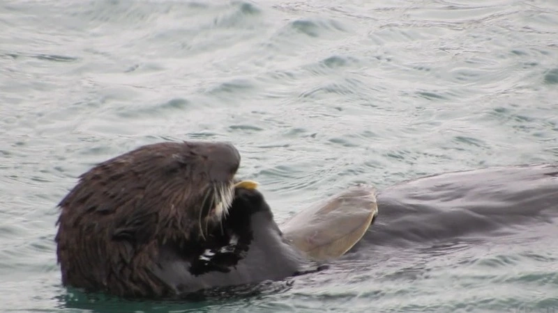 Сохранением курильских каланов займутся WWF и производитель Kinder-Сюрприз