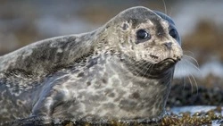 Рядом с Южно-Курильским мысом заметили краснокнижных тюленей