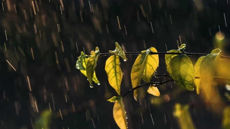 Дождь и до +24 градусов ждет жителей Сахалина и Курил 16 сентября