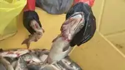 «Морозилка будет забита!». Жители Южно-Сахалинска раскупают горбушу по доступной цене