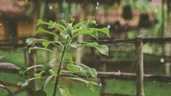 Дождь на юге и до +28 на севере: прогноз погоды в Сахалинской области на 24 июля