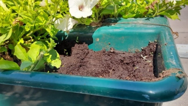 Мэр Охинского района пристыдил ворующих цветы из вазонов женщин