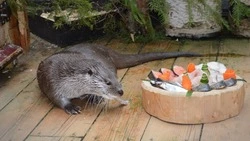 Выдре Коляну из зоопарка Южно-Сахалинска подарили панорамный вольер