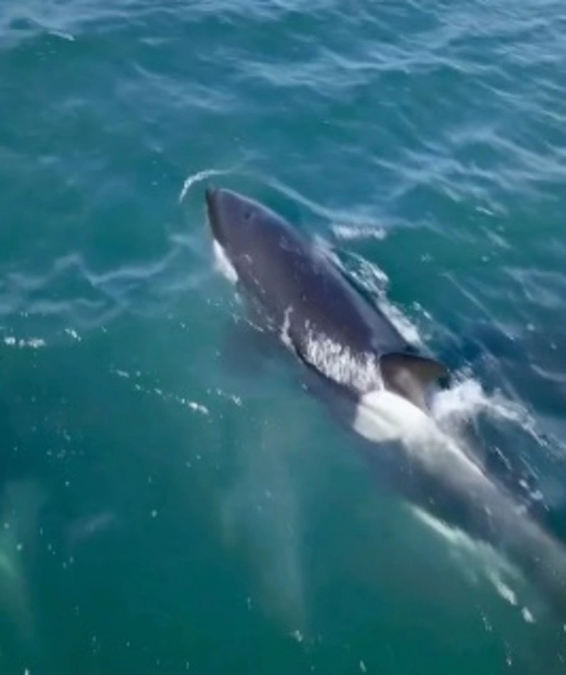 Жительница Сахалина встретила стаю косаток по пути на работу