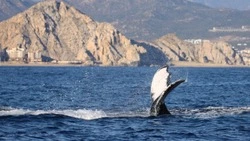 Рыбокомбинату «Островной» удалось отстоять квоты на вылов палтуса, съедаемого косатками