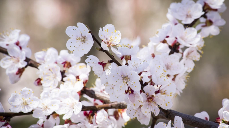 Сакуру хотят выращивать в теплицах