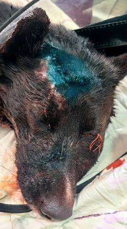«Хотел зарубить топором»: собаку без глаза с раной на голове обнаружили в Охе