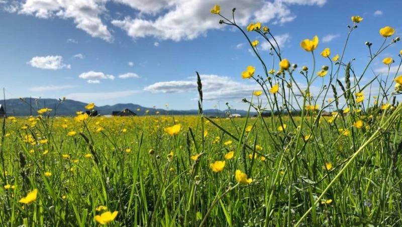 «Это моя страна»: Пелевин и Лукьяненко высказались о спецоперации на Украине