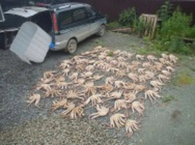 Сахалинке грозит тюрьма за покупку крабов у браконьеров