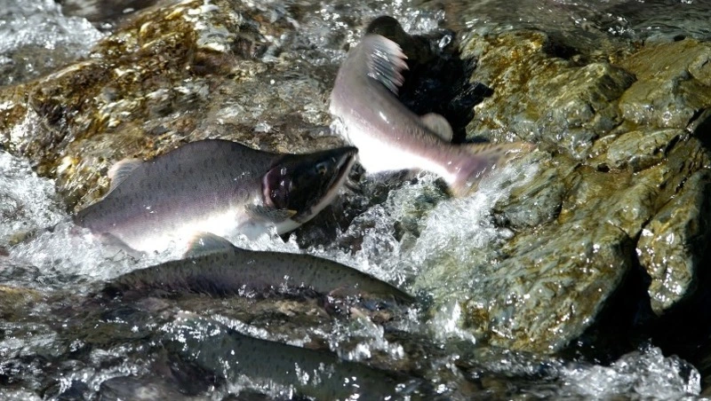 В Сахалинской области подходят к концу сроки путины