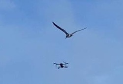 «Повстречались чайка с дроном»: интересное видео сняли в небе над Сахалином