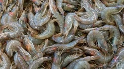 Поиск охотников и ловля креветок: новости выходных в Сахалинской области