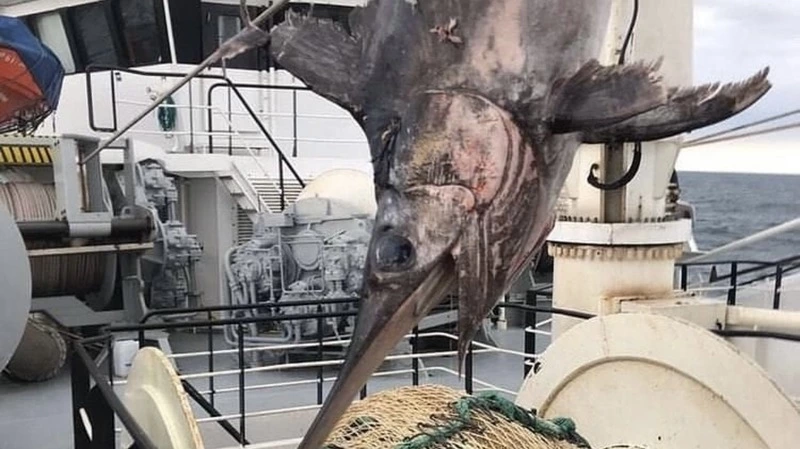 Съедобную акулу выловили рыбаки на Курилах