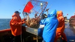 На Дальнем Востоке предложили изменить рекомендуемый объем добычи крабов