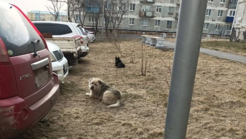 Уличная собака напала на мальчика в одном из дворов Шахтерска
