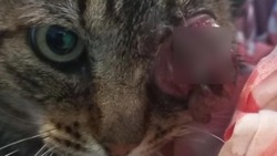 Кот с вырванным глазом на Сахалине: есть подозрение, что это «огнестрел»