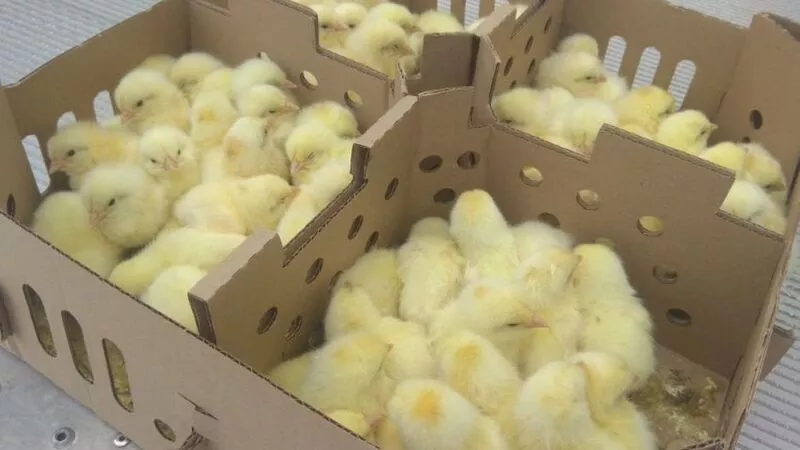На Сахалин прилетели 140 тысяч цыплят