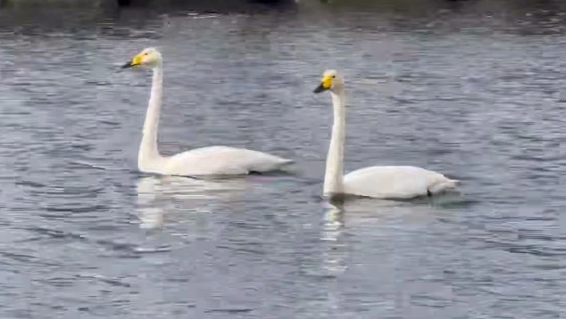 Лебеди прилетели на «Ванночки» в Курильске