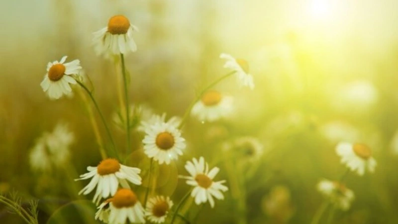 Синоптики рассказали о погоде в Сахалинской области в первый день июня