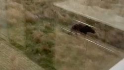 В село на Курилах массово наведываются медведи