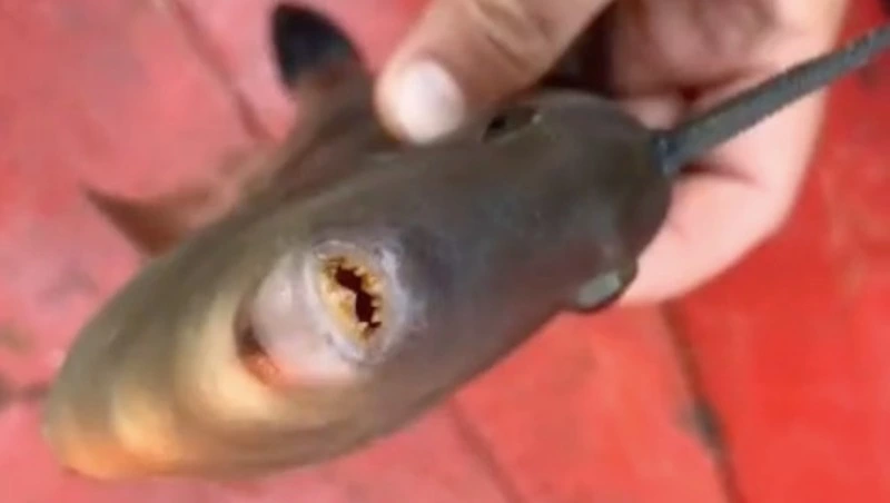 «Плоская, как камбала»: рыбаки Сахалина выловили рогатую рыбу в селе Фирсово