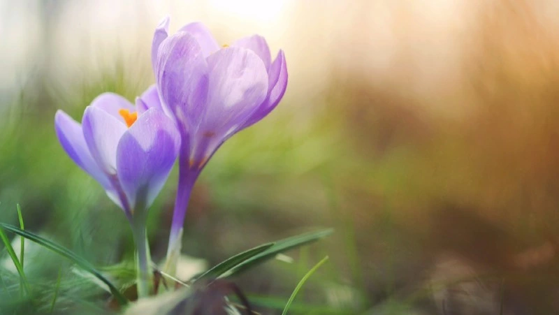 Медведь, землетрясение и поддержка бойцов СВО: новости выходных на Сахалине и Курилах