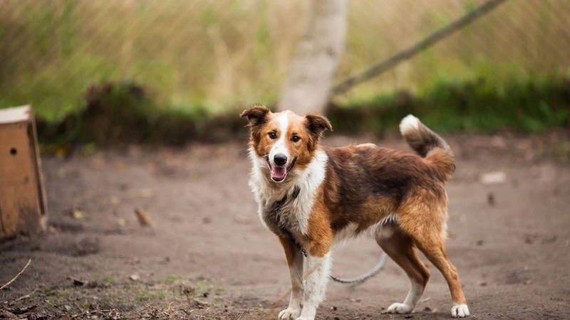 Собак и кошек сахалинцев не готовы прививать от Covid-19