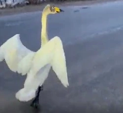 Раненого лебедя нашли на севере Сахалина на проезжей части             
