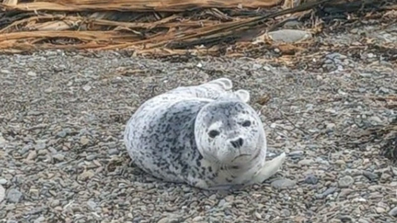 Убийство малыша нерпы сахалинцами объяснили зоозащитники.  «Нужно больше рассказывать»