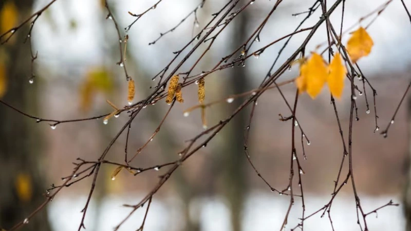 Переменную облачность и до –8 градусов прогнозируют синоптики в Южно-Сахалинске 22 ноября