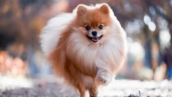 Мошенница продала жительнице Сахалина несуществующего шпица за 500 рублей