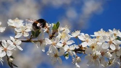  Погода в Южно-Сахалинске 11 апреля: +9 градусов днем и дождь ночью