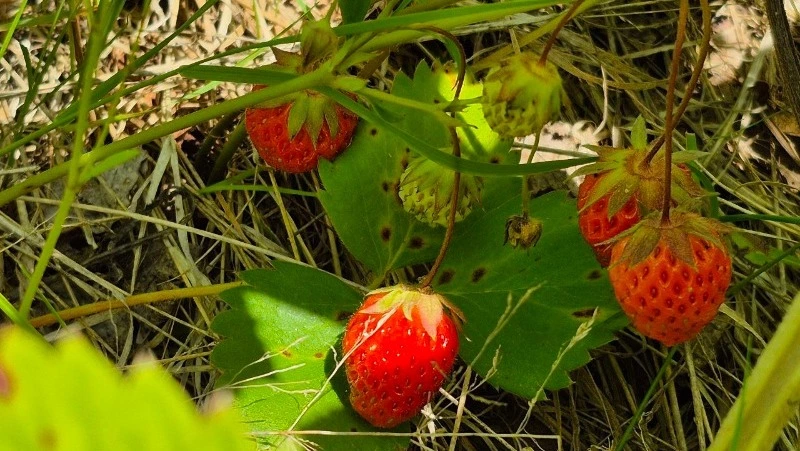 Лучшие привозные сорта садовой земляники определят на Сахалине