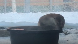 Сотрудники зоопарка Южно-Сахалинска устроили банный день выдре Коляну