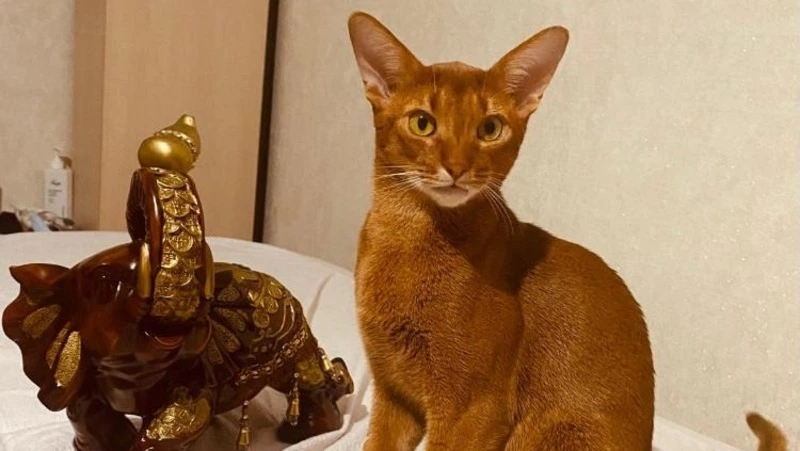 Вознаграждение – 15 тысяч рублей: в Южно-Сахалинске пропал родословный рыжий кот